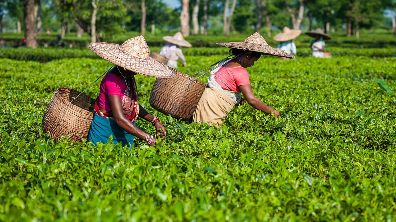 Assam tea harvesting. Credit: iStock Photo