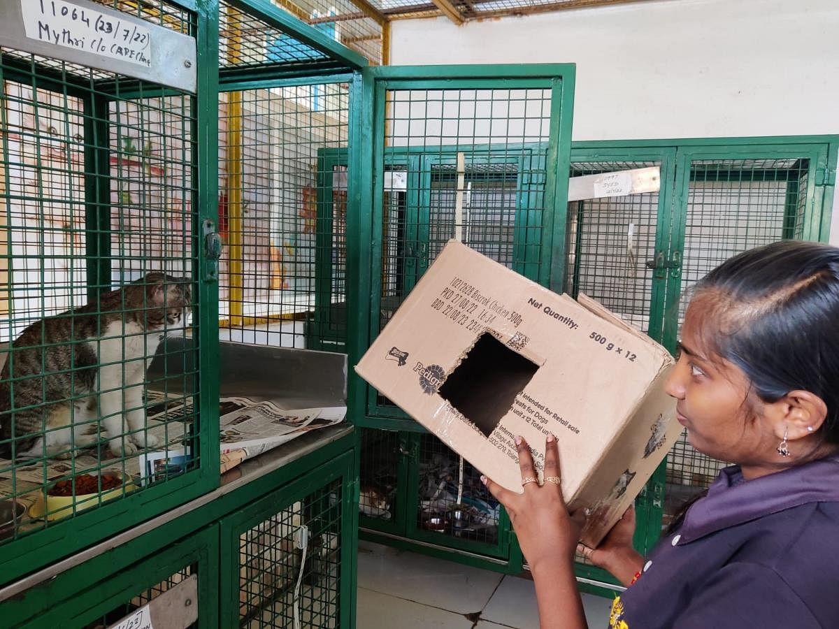 Volunteers at Charlie’s Animal Rescue Centre have made holes inside cardboard boxes to create safe spaces for smaller animals.