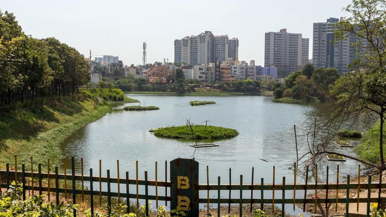 The revival of Puttenahalli lake has given a new charm to the lake which is attracting more and more visitors each day. Credit: DH Photo