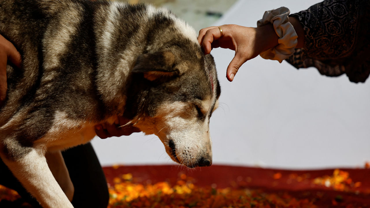 A dog is offered a tika on his forehead while being worshipped during the Kukur Tihar or the festival of dogs as part of Tihar celebration at Sneha’s Care, a shelter for street dogs in Lalitpur, Nepal October 24, 2022. Credit: Reuters Photo