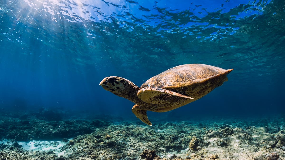 Animals previously thought to be 'mute' communicate vocally Study