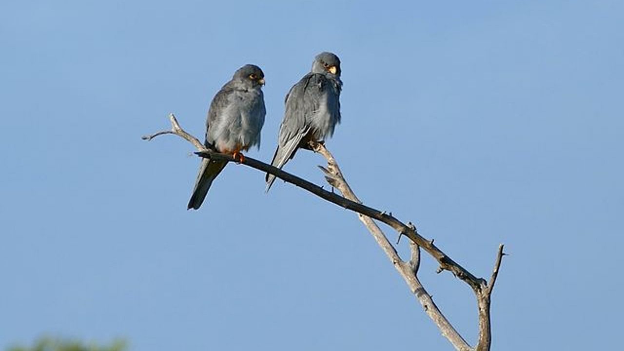 Amur Falcons. Credit: Wikimedia Commons