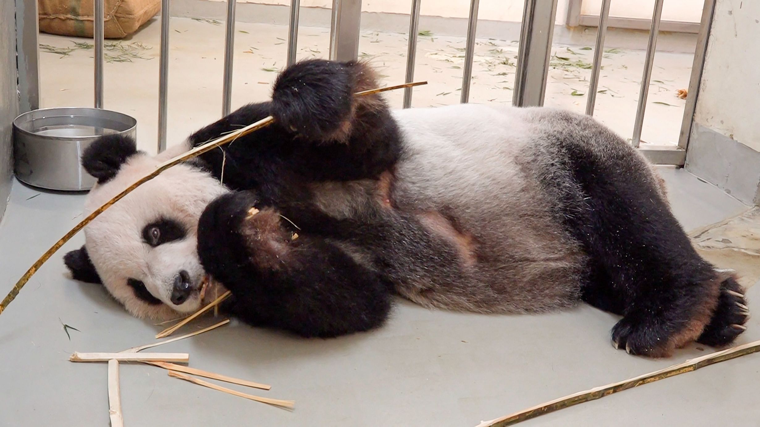 Male panda Tuan Tuan at the zoo in Taipei. Credit: AFP Photo