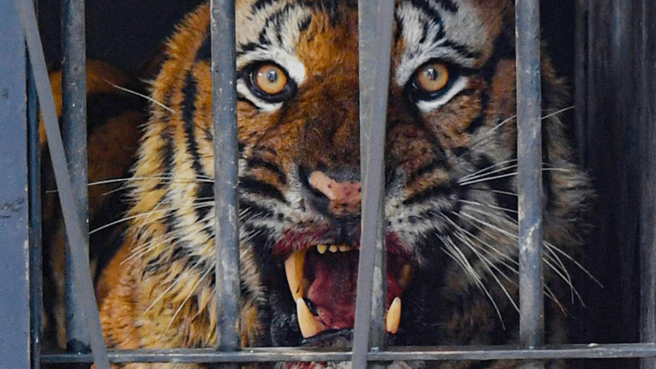The tiger inside a cage after being caught by forest officials in Wayanad district. Credit: PTI Photo