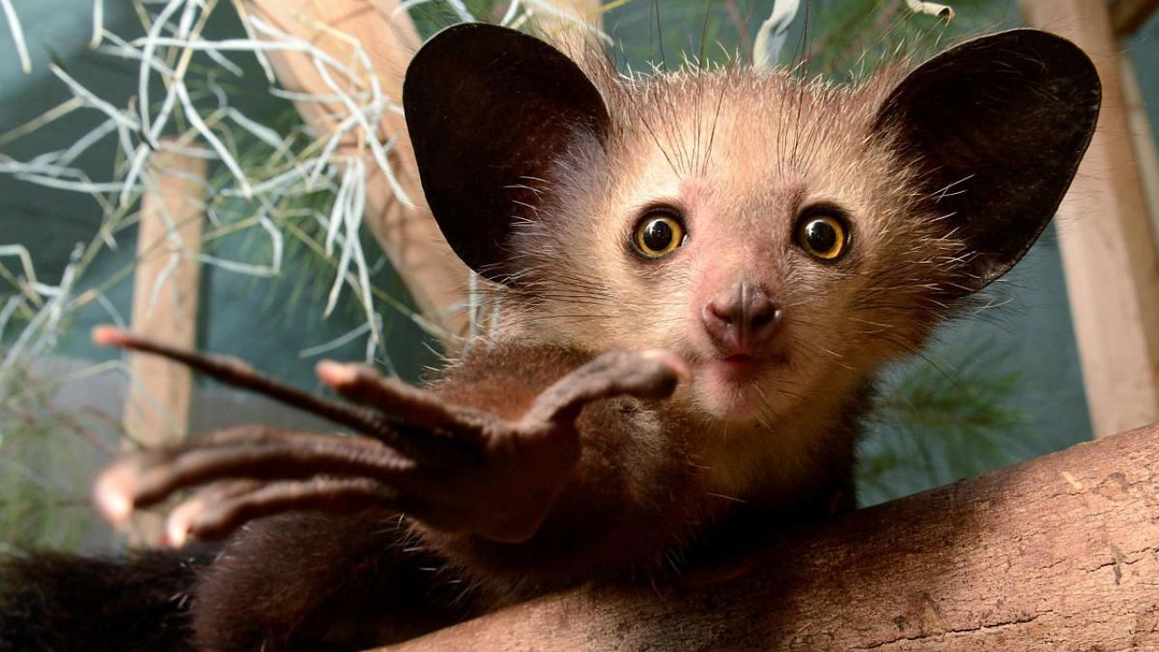 Aye-aye, an endangered Madagascar lemur. Credit: AFP Photo