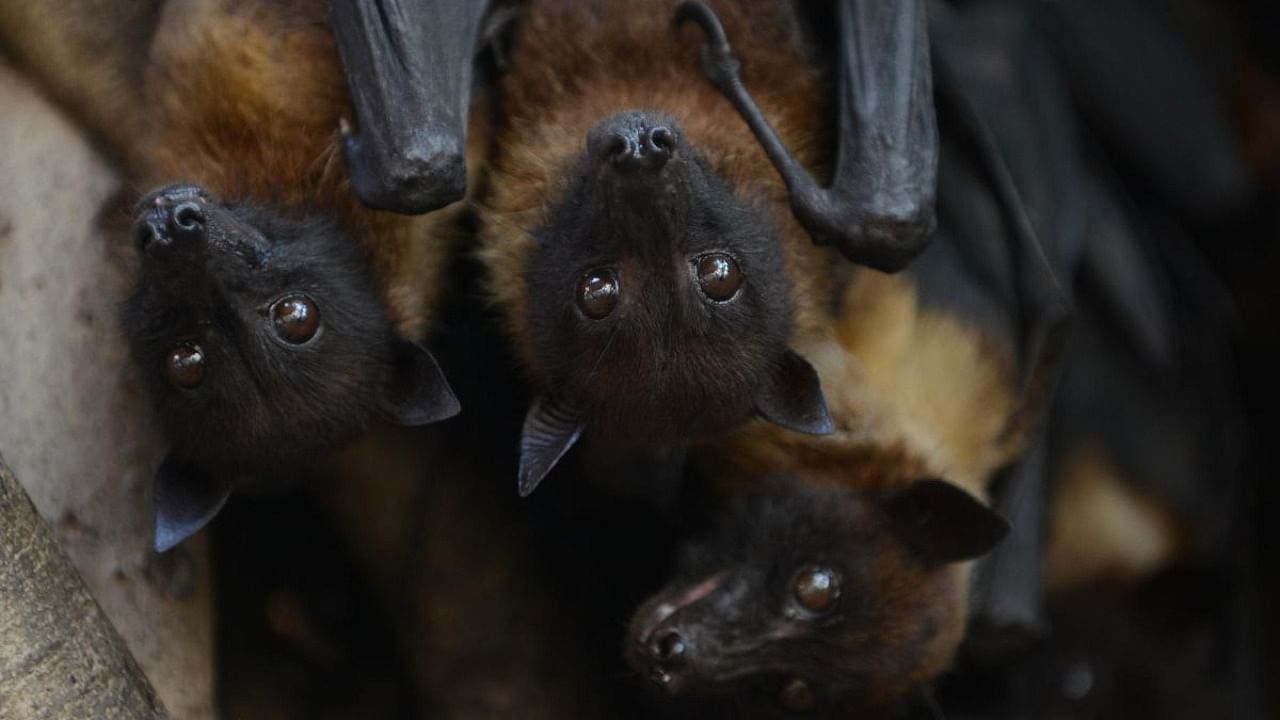 White-nose syndrome has been particularly devastating in Eastern Canada where it’s caused an over 90 per cent decline in populations of little brown myotis and northern myotis. Credit: AFP Photo