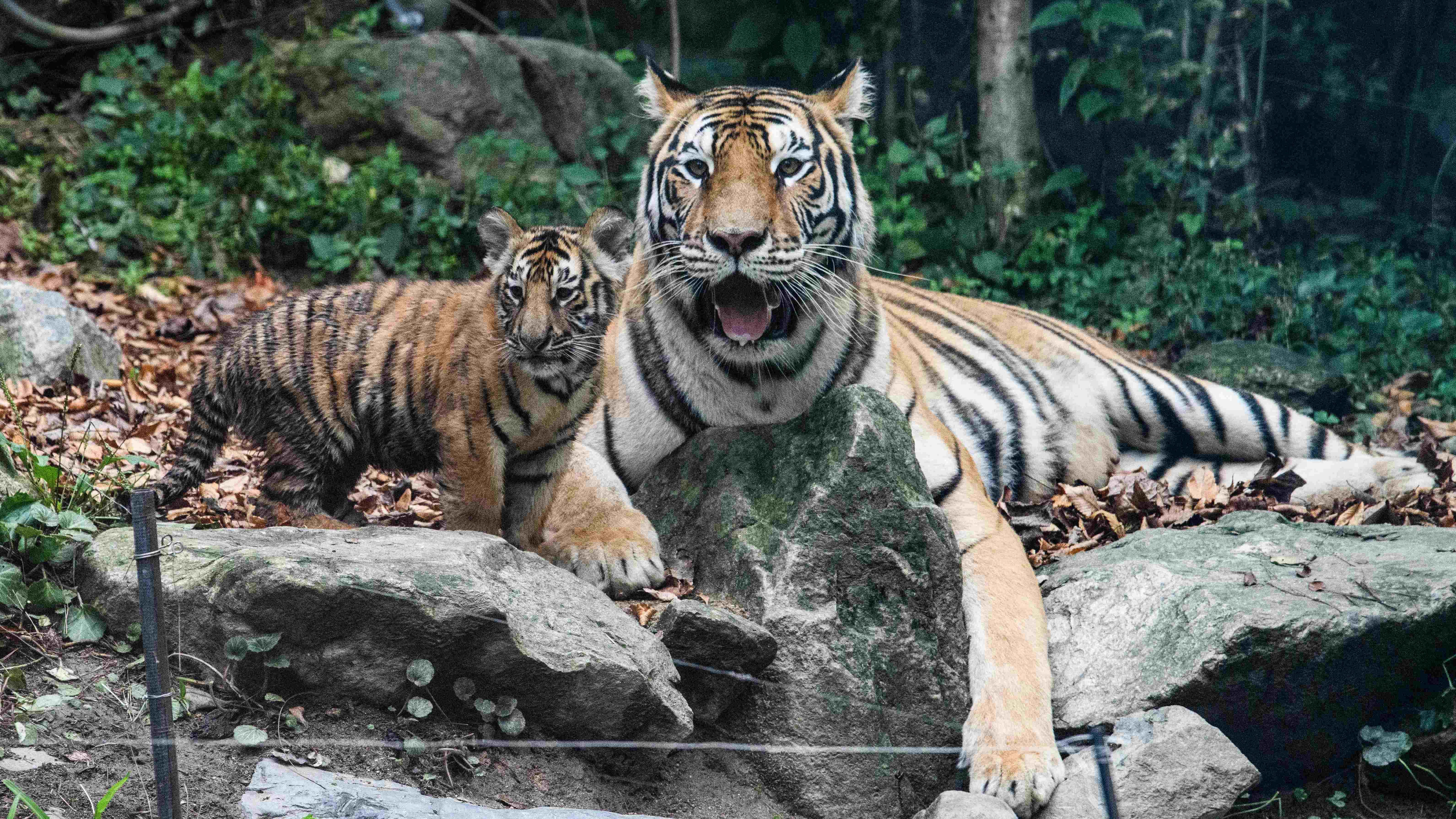 A female Korean (Siberian) tiger and Class 1 endangered species protected by the government, who gave birth to quintuplets on June 27, is seen in her enclosure with one of her cubs. Credit: AFP Photo