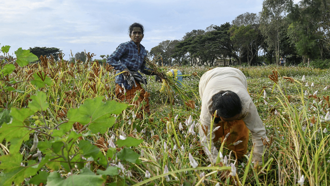 Experts believe govt's deflections are in line with policies adopted by successive governments that have failed to push zero-hunger goals. Credit: AFP Photo