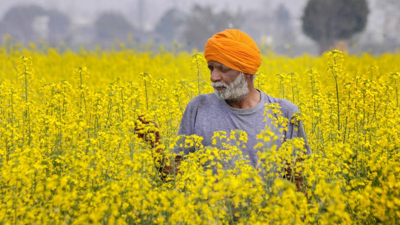 There are serious concerns about the honey bees, butterflies and other pollinators going extinct in GM mustard fields. Credit: PTI Photo
