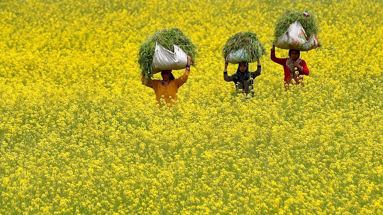 New hybrid GM seeds could potentially raise mustard yields to 3.0-3.5 tonnes per hectare, up from 1.3 tonnes now. Credit: Reuters File Photo