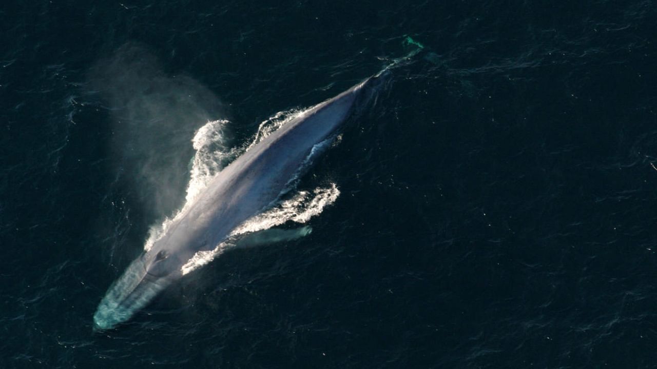 A Blue Whale. Credit: Reuters Photo