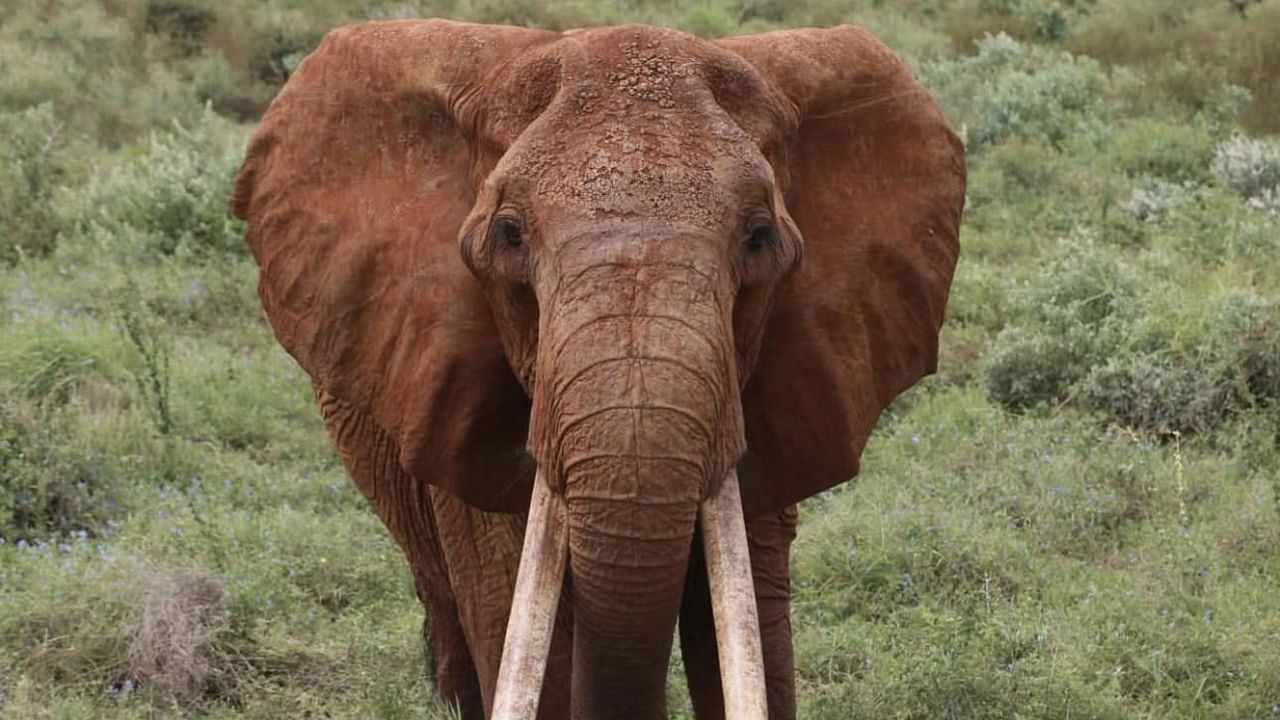 Dida was famed for her long tusks and aged between 60 and 65 years, the upper reaches of life expectancy for an elephant in the wild. Credit: Facebook/Tsavo Trust