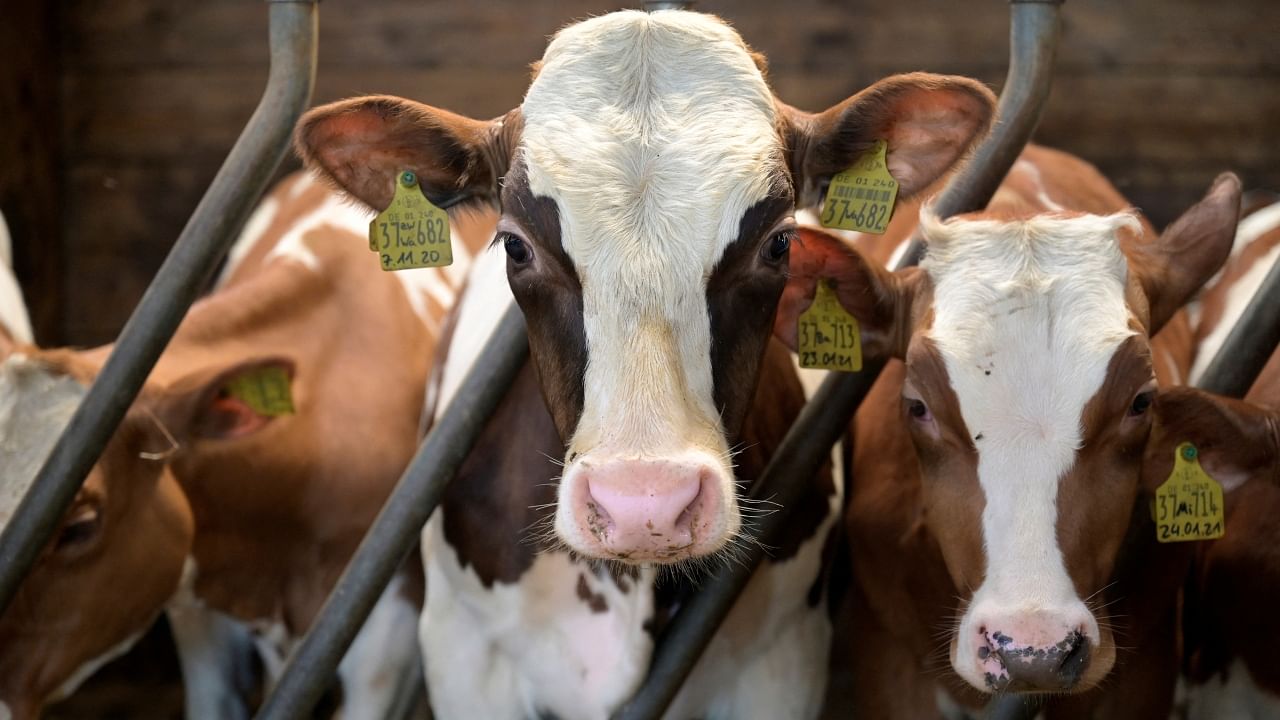 Cows don’t yield as much milk under the stress of scorching temperatures. Credit: Reuters File Photo