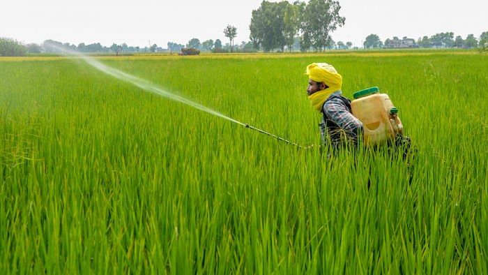 A farmer sprays pesticides on paddy crop, at a village on the outskirts of Amritsar. Credit: PTI Photo