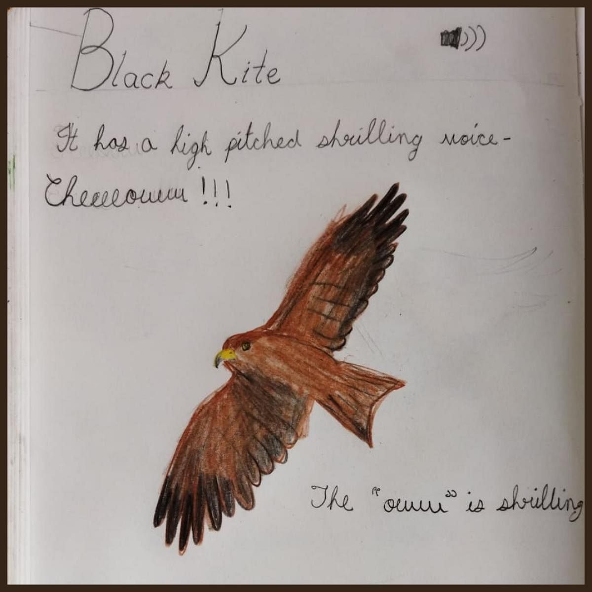 Artworks made by kids during previous workshops. Early Bird, an eight-year-old programme, aims to bring children closer to nature through birds.