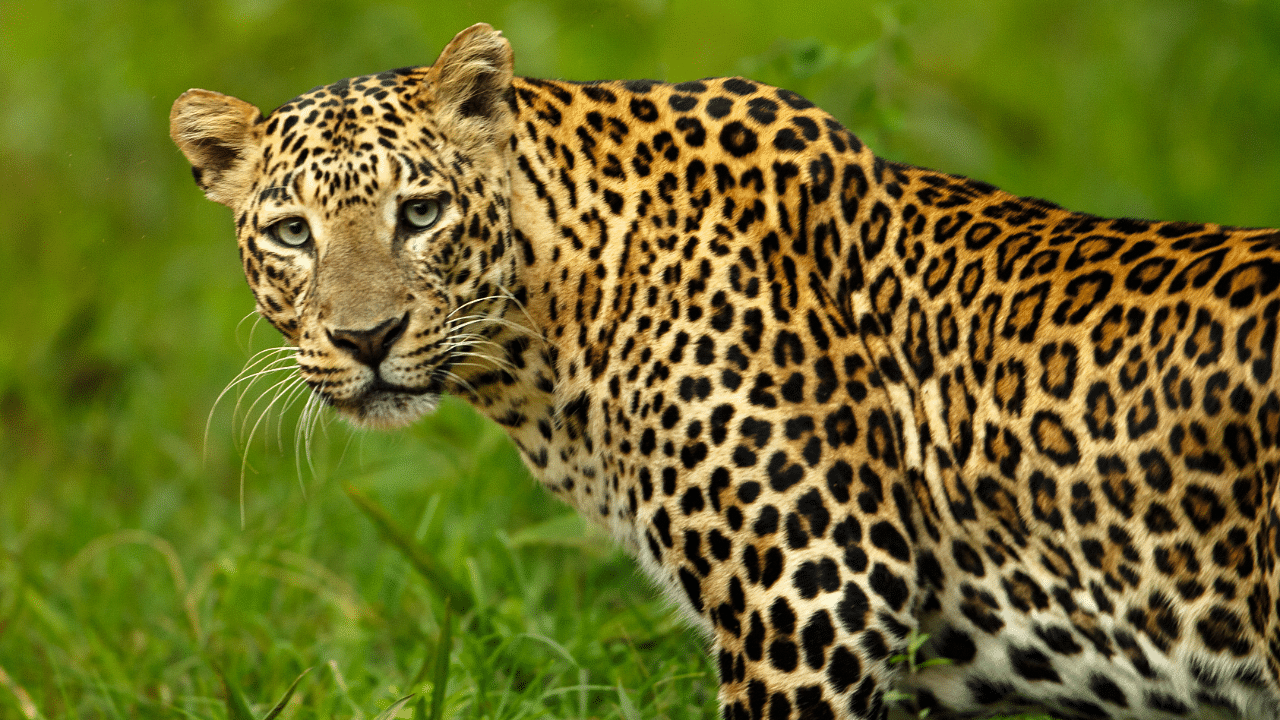 <div class="paragraphs"><p>Representative image of a leopard.</p></div>