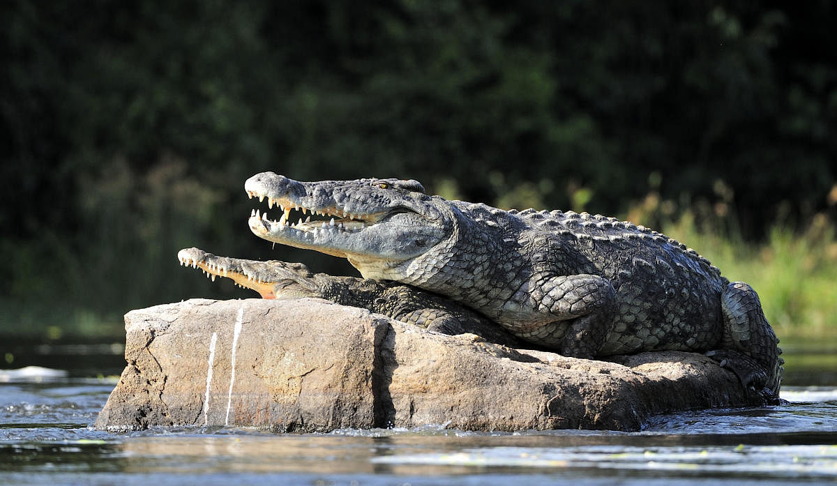 Development works at breeding grounds have pushed crocodiles into new territories that are resulting in more human deaths. Credit: iStock photo
