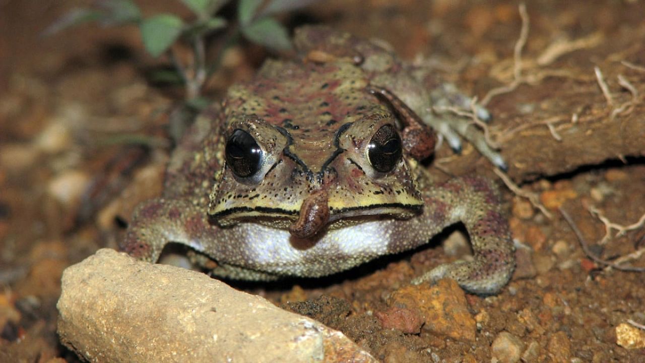 Leeches feasting on a frog. Credit: K S Seshadri