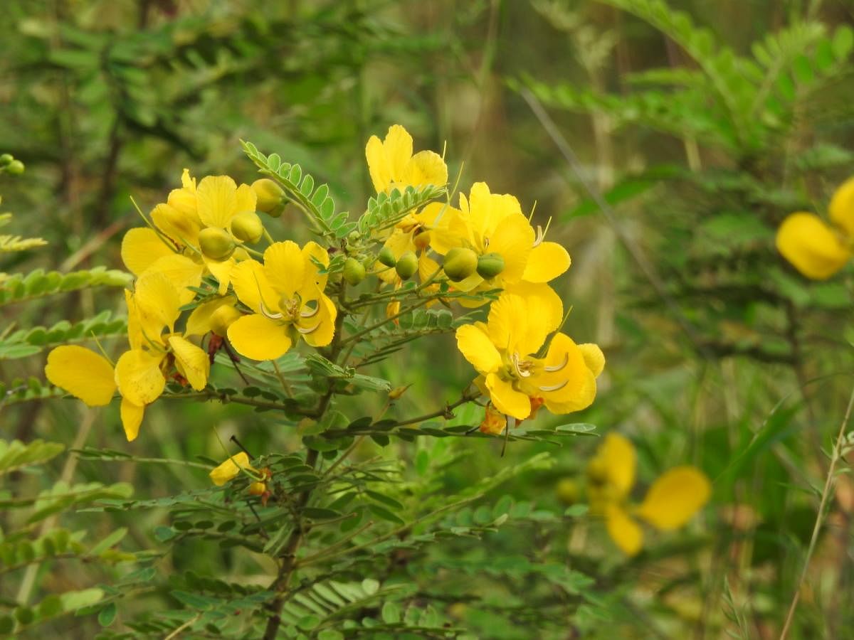Canary yellow flowers of Tanner's cassia (Avarike in Kannada)