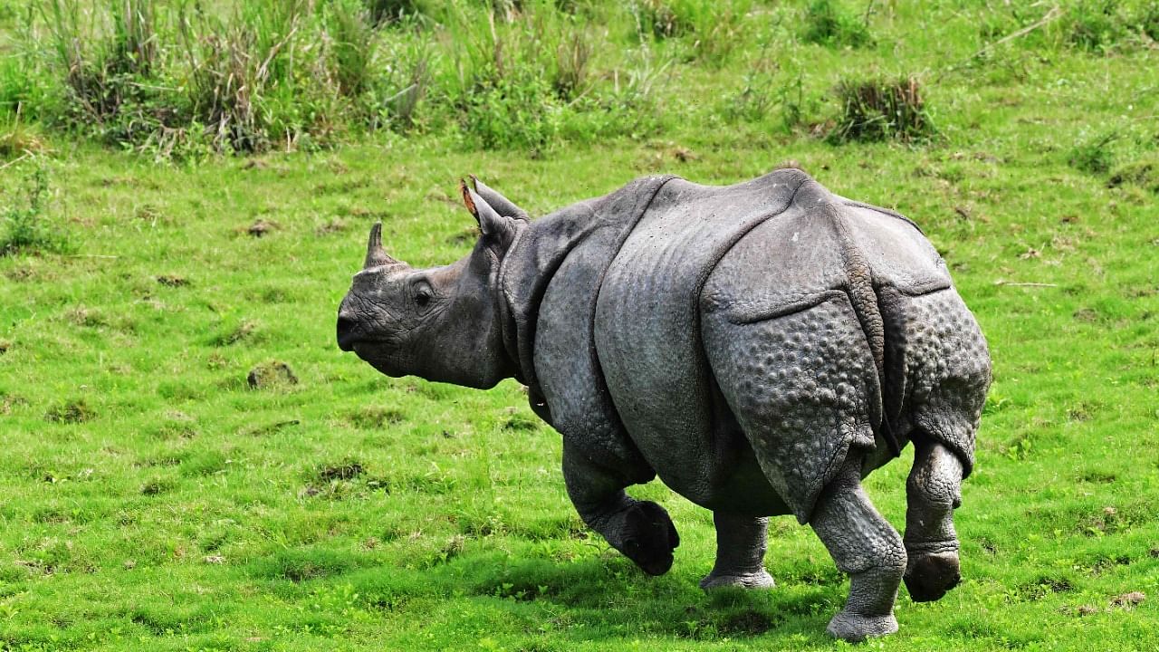 The population of one-horned rhinos found only in India and Nepal has crossed the 4,000 mark recently. Credit: AFP Photo