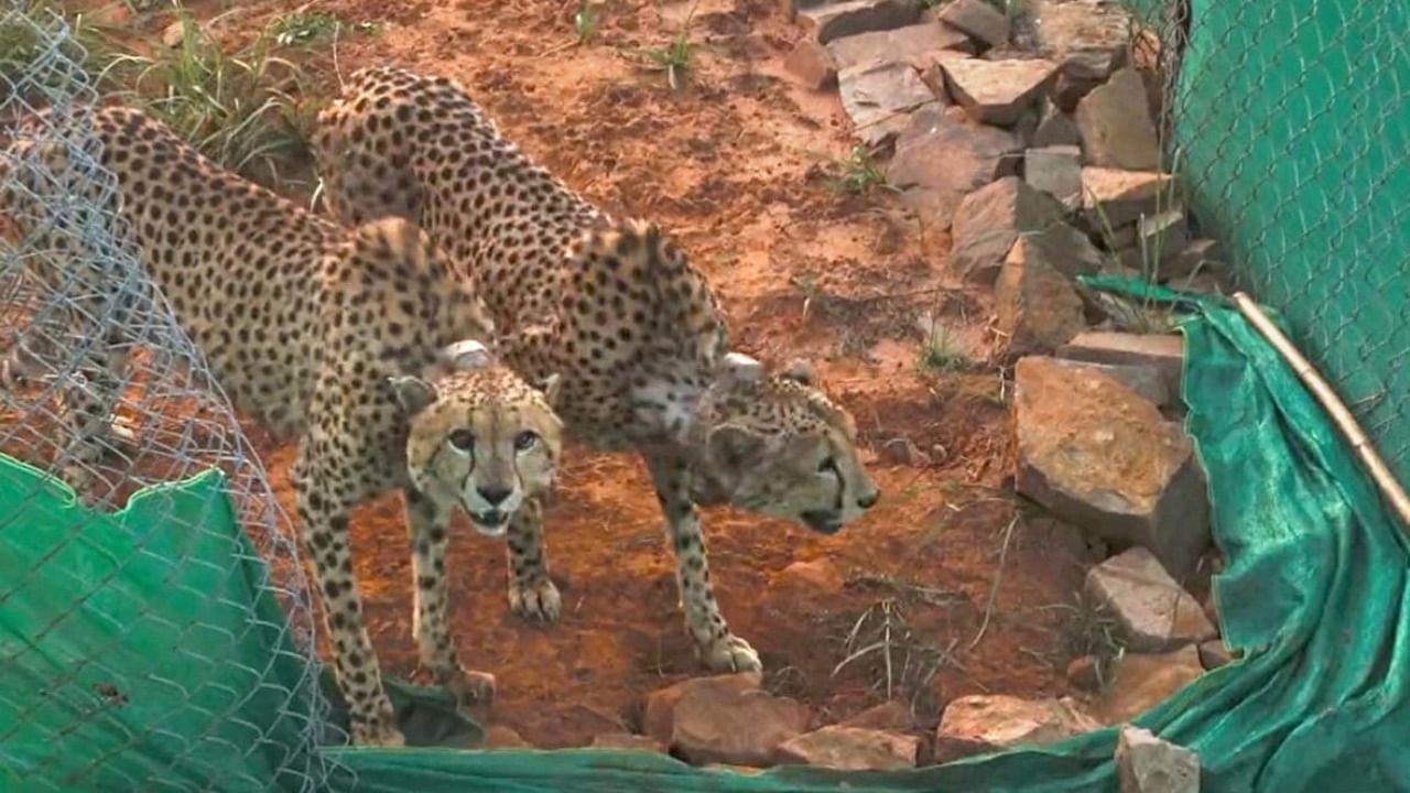 The cheetahs being released to a bigger enclosure after the mandatory quarantine, at Kuno National Park. Credit: PTI Photo