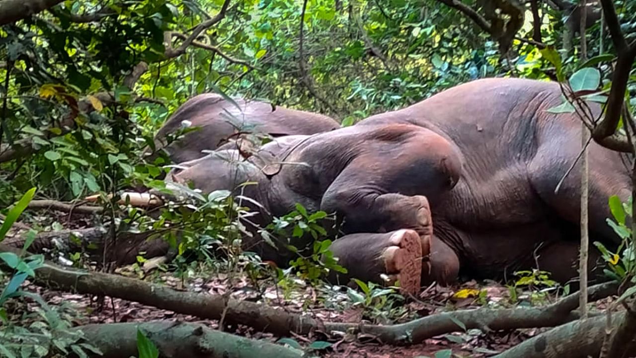 An elephant sleeps in a forest, in Odisha's Keonjhar district. Credit: PTI Photo