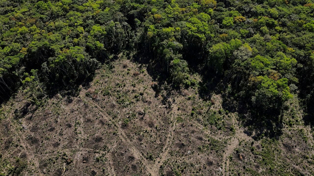 The newly deforested section stretches an area just over half the size of Sao Paulo. Credit: Reuters Photo