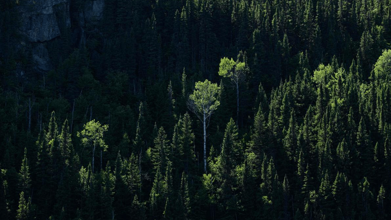 A general view shows Trembling Aspen and Balsam Fir tree species of the Canadian boreal forest. Credit: AFP Photo
