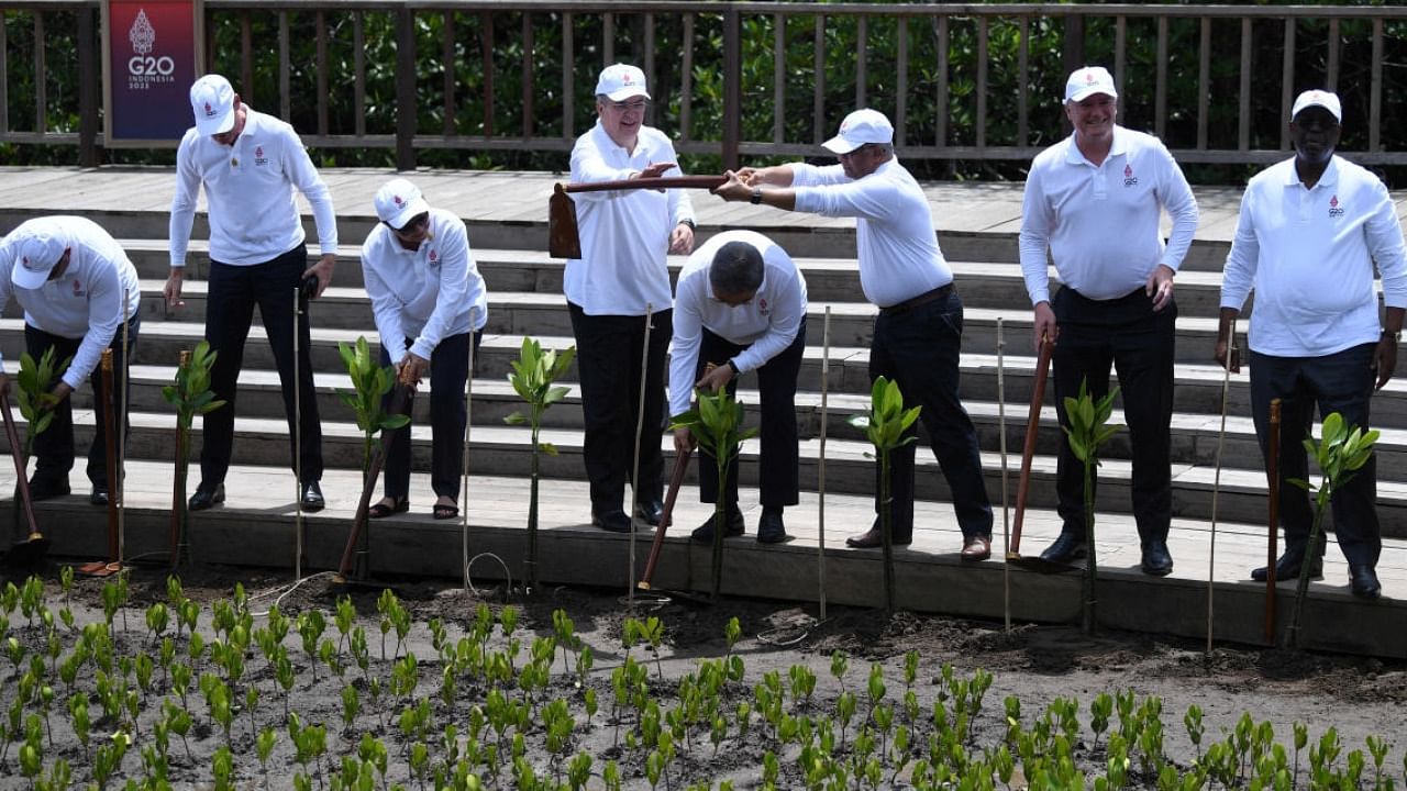 Several G20 heads of state and international organisations leaders plant mangroves as a series of the G20 Summit activities. Photo Credit: Reuters Photo