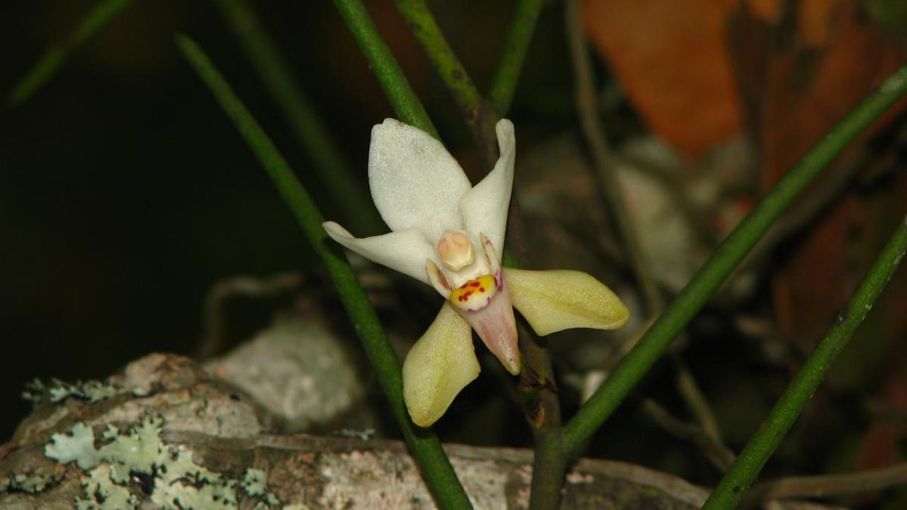 Butterfly flower orchid, Papilionanthe subulata. Papilio means butterfly and anthe means flower. Subulata refers to the needle-like structure of the leaves. Credit: Photo by Seshadri K S