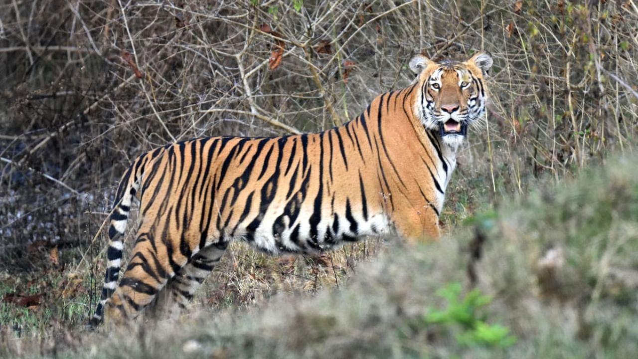 A tiger at Bandipur Tiger Reserve. Credit: DH Photo/R K Madhu