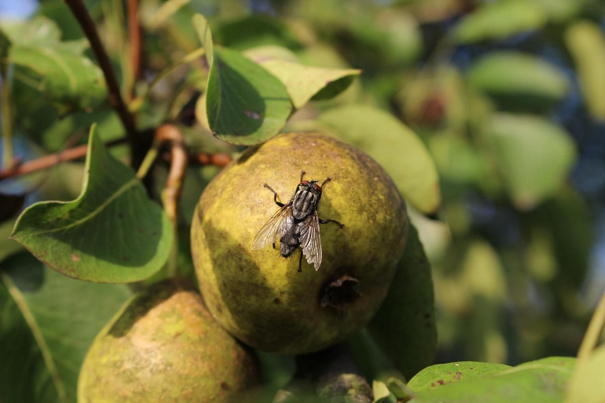 Fruit flies feasting on a pear