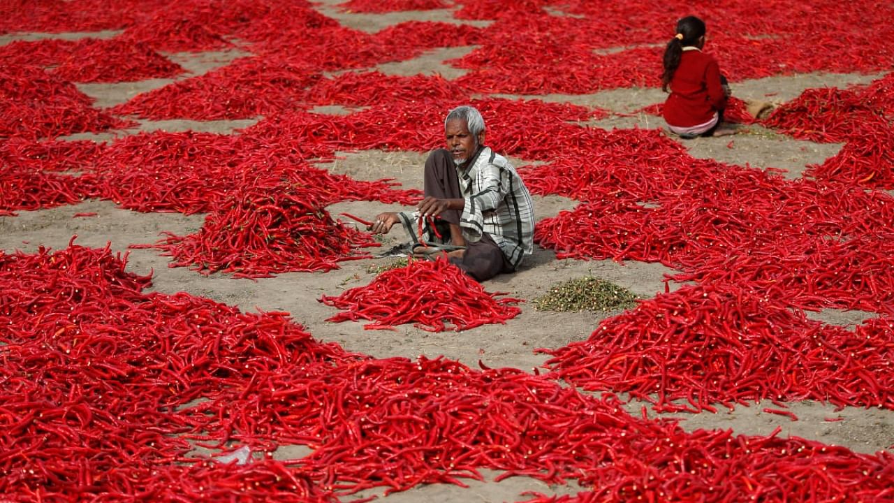 A man removes stalks from red chilli peppers at a farm in Shertha village on the outskirts of Ahmedabad. Credit: Reuters photo