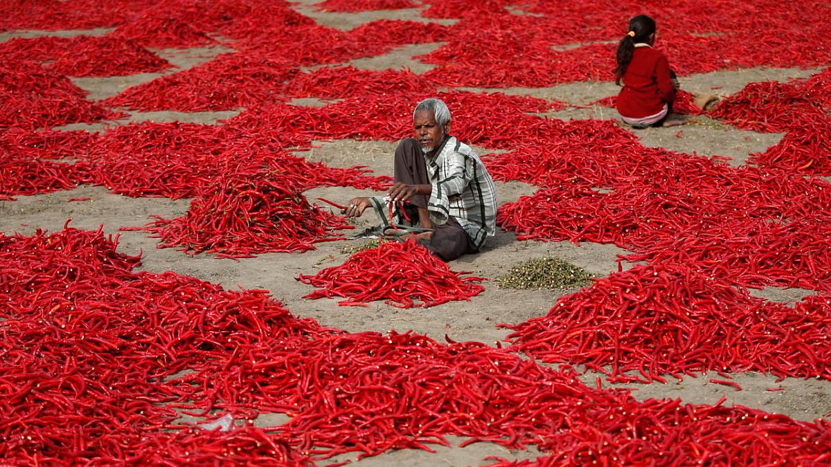 Chilli World Infographic | Biggest chilli producers in the world