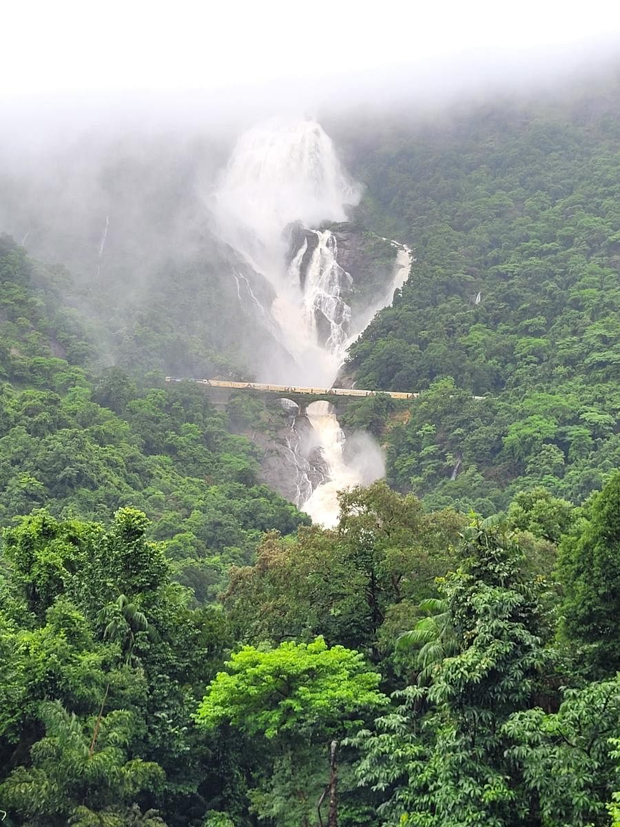 Dudhsagar Falls. PHOTOS BY DHARESH BHAT