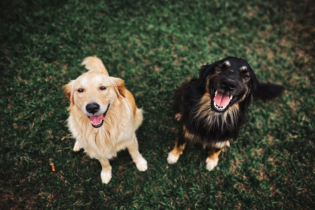 Dogs are territorial, making their social navigations challenging and nuanced (common caption)