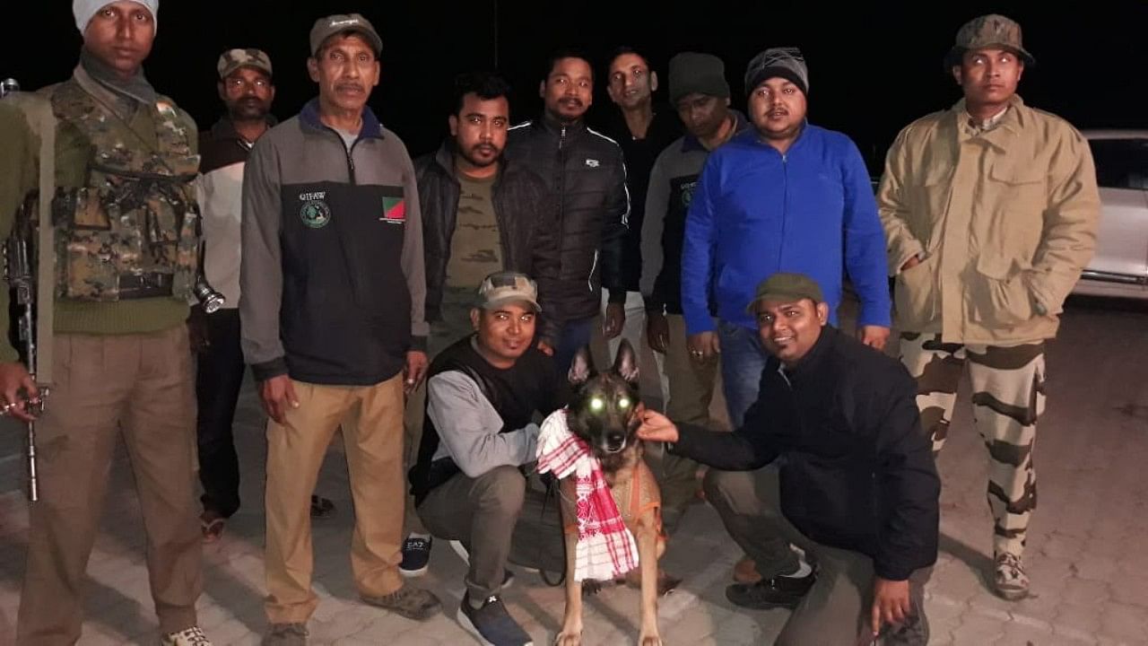 India's first dog on anti-poacher duty Zorba. Credit: Twitter/ @assamforest