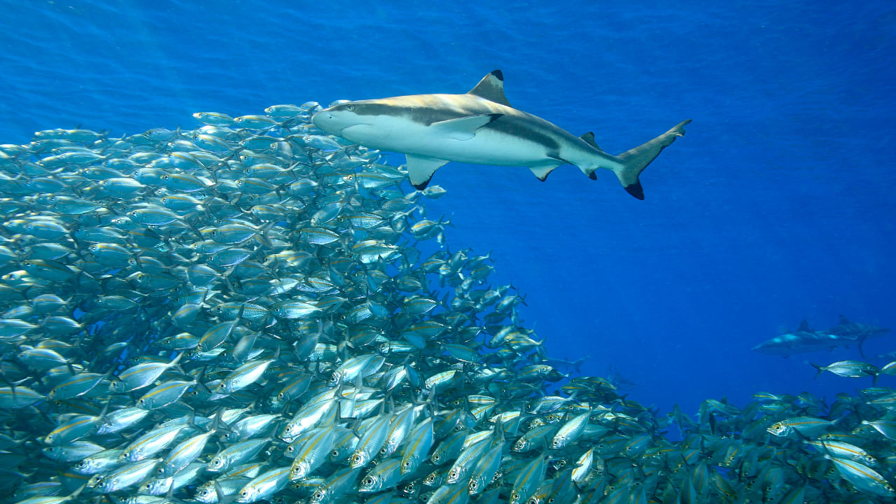 Several delegations, including hosts Panama, displayed stuffed toy sharks on their tables during the earlier debate. Credit: iStock Photo