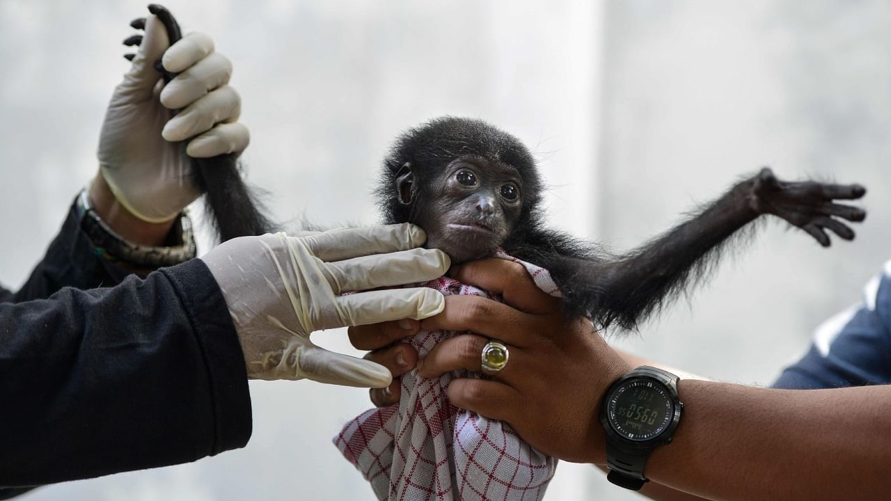 Ethical research guidelines also ensure protection of a group – animals – that cannot consent to its own participation in research. Credit: AFP File Photo