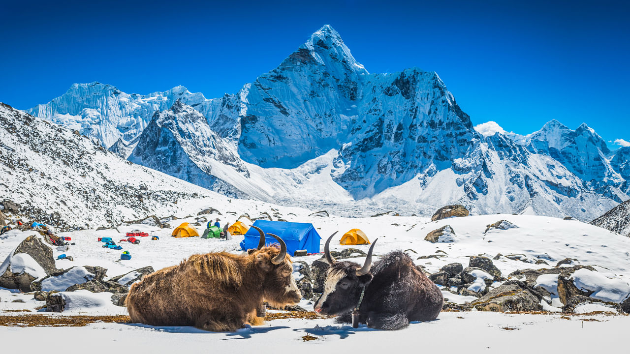 Yaks are a prized animal for farmers in the high-altitude areas of the Himalayan region, including Arunachal Pradesh. Credit: iStock Photo