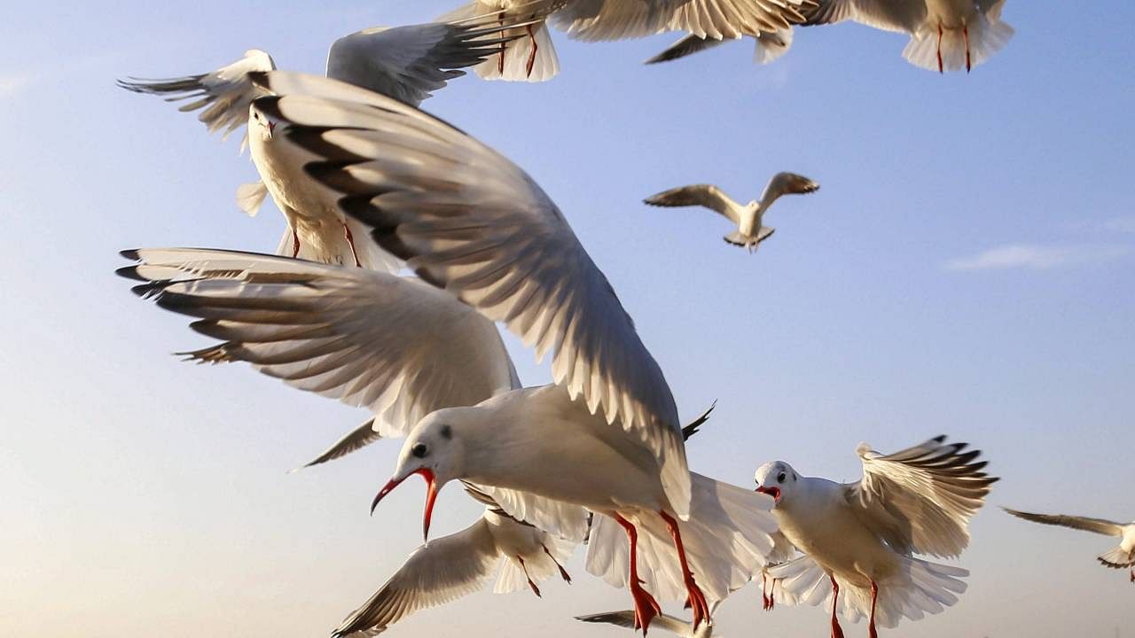 A flock of migratory gulls. Credit: PTI File Photo