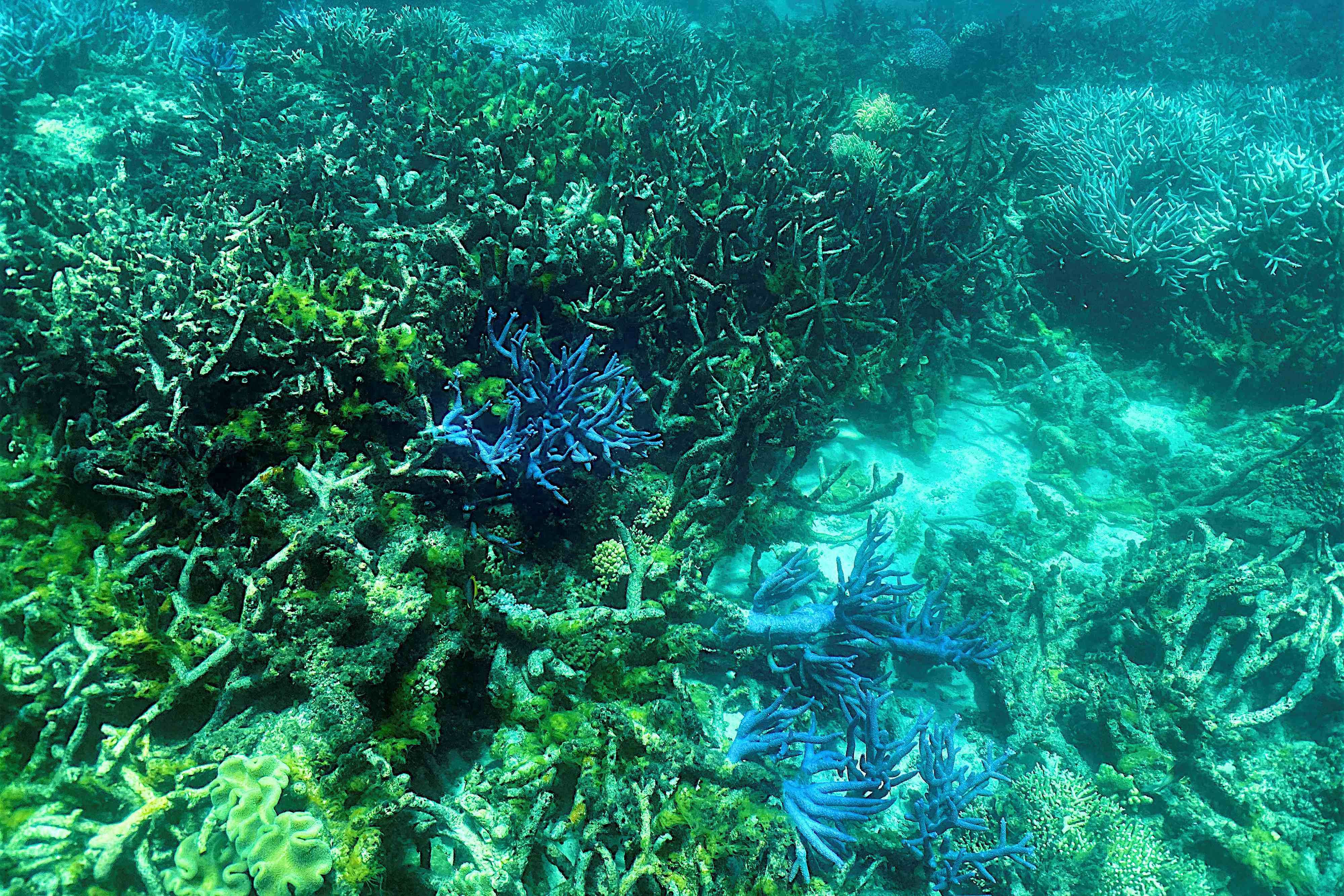 The reef, a living place of immense variety and beauty on the north-east coast of Australia, has been on UNESCO's World Heritage List since 1981. Credit: AFP Photo