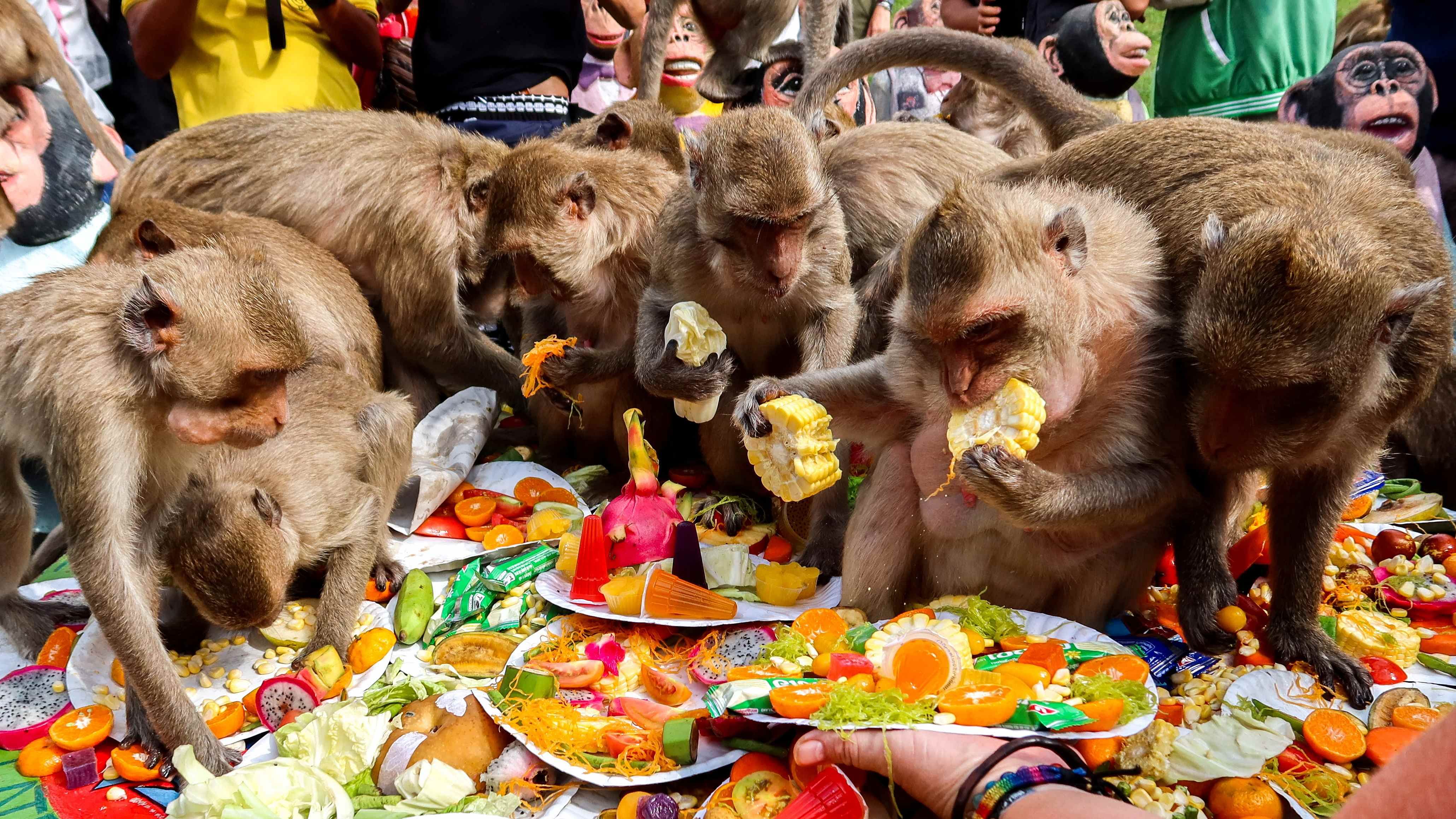 Monkeys eat fruits during the annual Monkey Festival in Lopburi province, Thailand. Credit: Reuters Photo