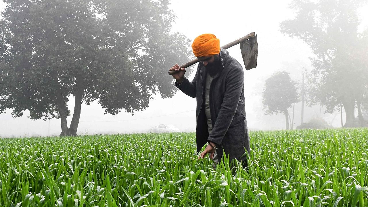 The government spends huge sums on fertiliser subsidy — the likely expenditure during the current financial year being about Rs 2,50,000 crore. Credit: AFP Photo