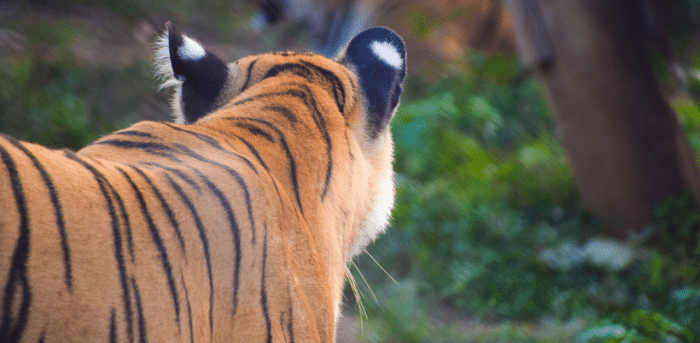 The tigress and her three cubs were frequently spotted during the wildlife safari at Nagarahole and photographed by wildlife enthusiasts. Credit: iStock Images