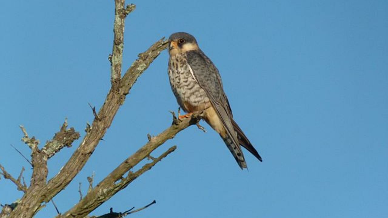 Amur Falcon. Credit: Wikimedia Commons