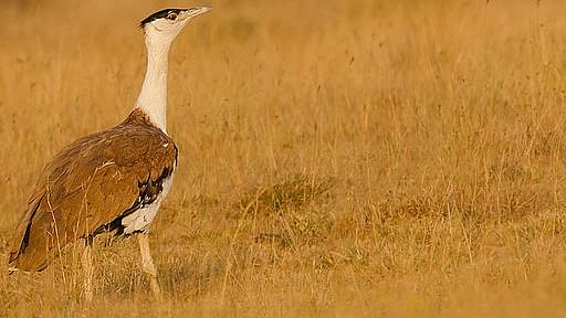 The Great Indian Bustard. Credit: Wikimedia Commons
