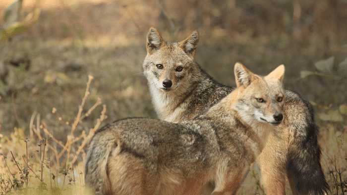 There is very little information on golden jackals’ ecology from this mangrove habitat of Mumbai, Thane and Navi Mumbai. Credit: iStock Photo