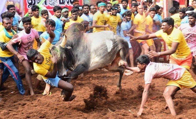 The bench said it is the case of the Tamil Nadu government that these bulls are trained and treated with greatest of affection. Credit: PTI Photo