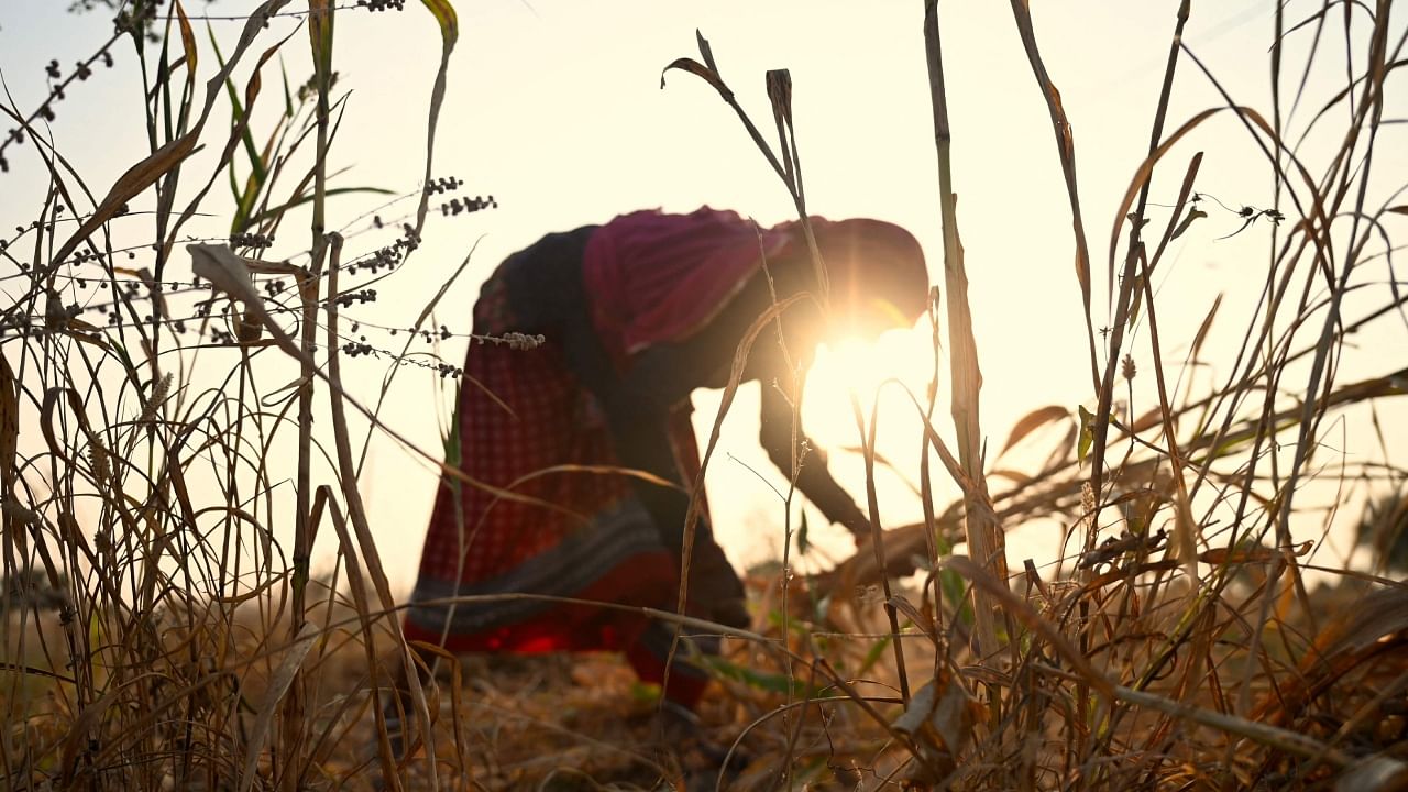 In this photograph taken on November 14, 2022, a woman from the Bishnoi community works in a field in Bhawad village, some 30 kms from Jodhpur in the northern Indian state of Rajasthan. Credit: AFP Photo